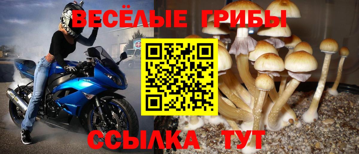 Псилоцибиновые грибы GOLDEN TEACHER Тихорецк